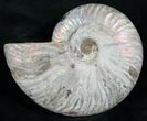 Silver Iridescent Ammonite - Madagascar #13694-1